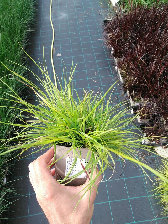 Moskiittoruoho - 28. 7. 2025