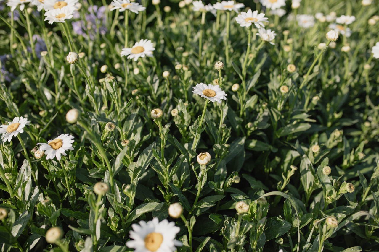Härjasilm Becky, Loukykvět
