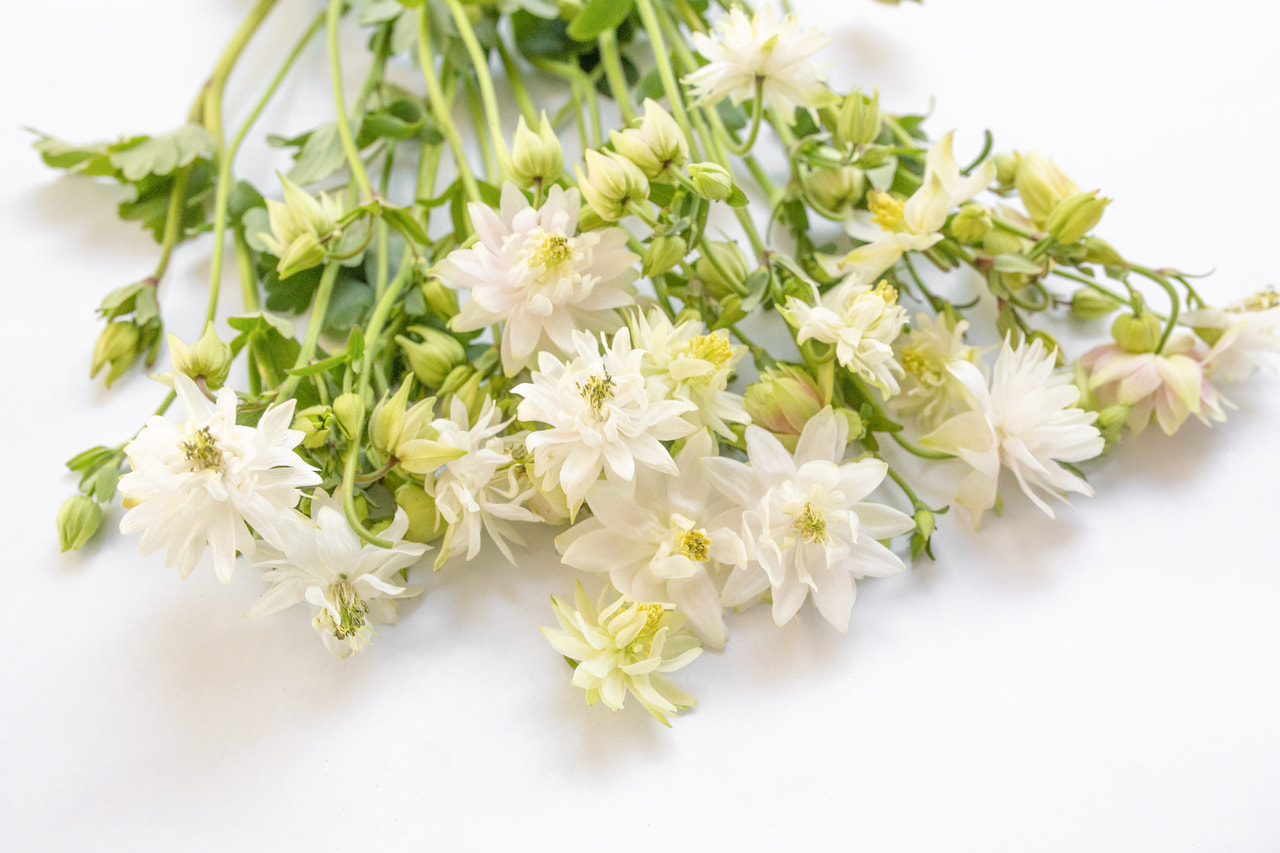 Hasekinkukka White Barlow, Loukykvět