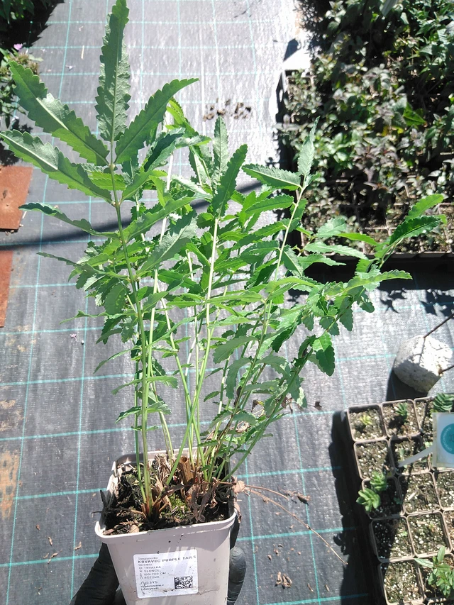 Luppio Purple Tails - 19. 8. 2025