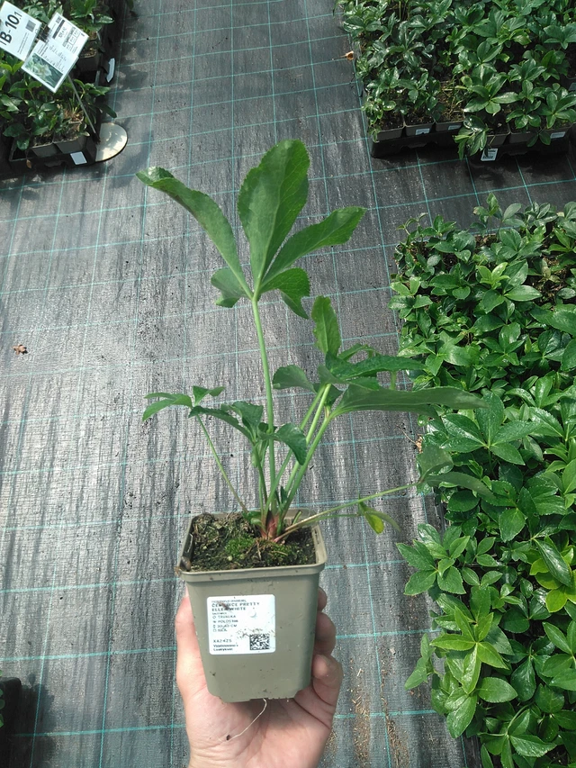 Jouluruusu Pretty Ellen White - 24. 6. 2025