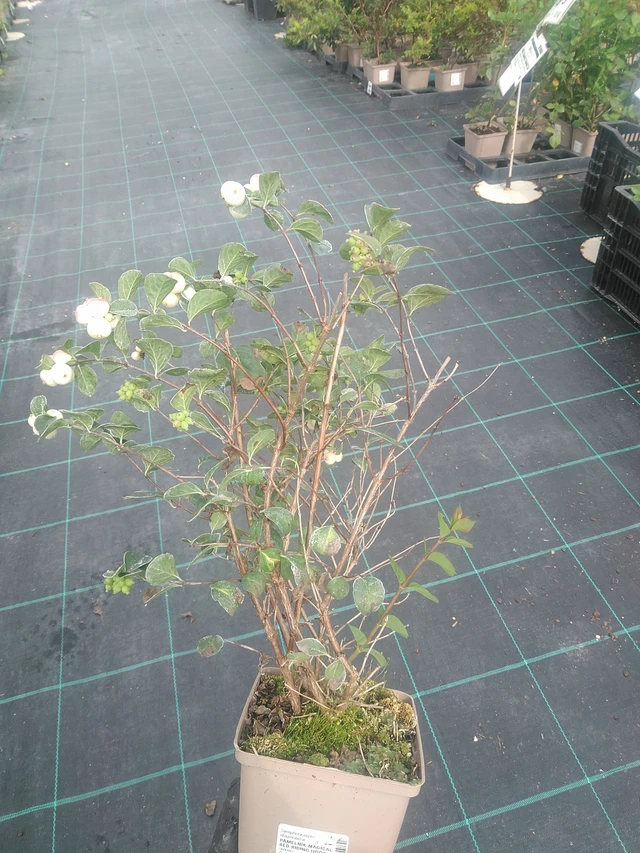 Symphoricarpos Magical Red Riding Hood - 10. 9. 2025