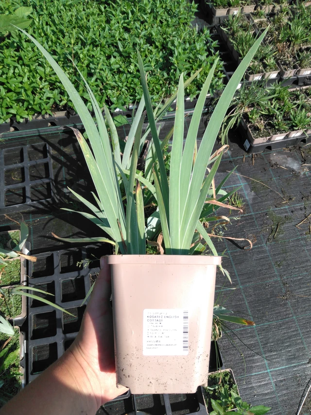 Tarhakurjenmiekka English Cottage - 2024