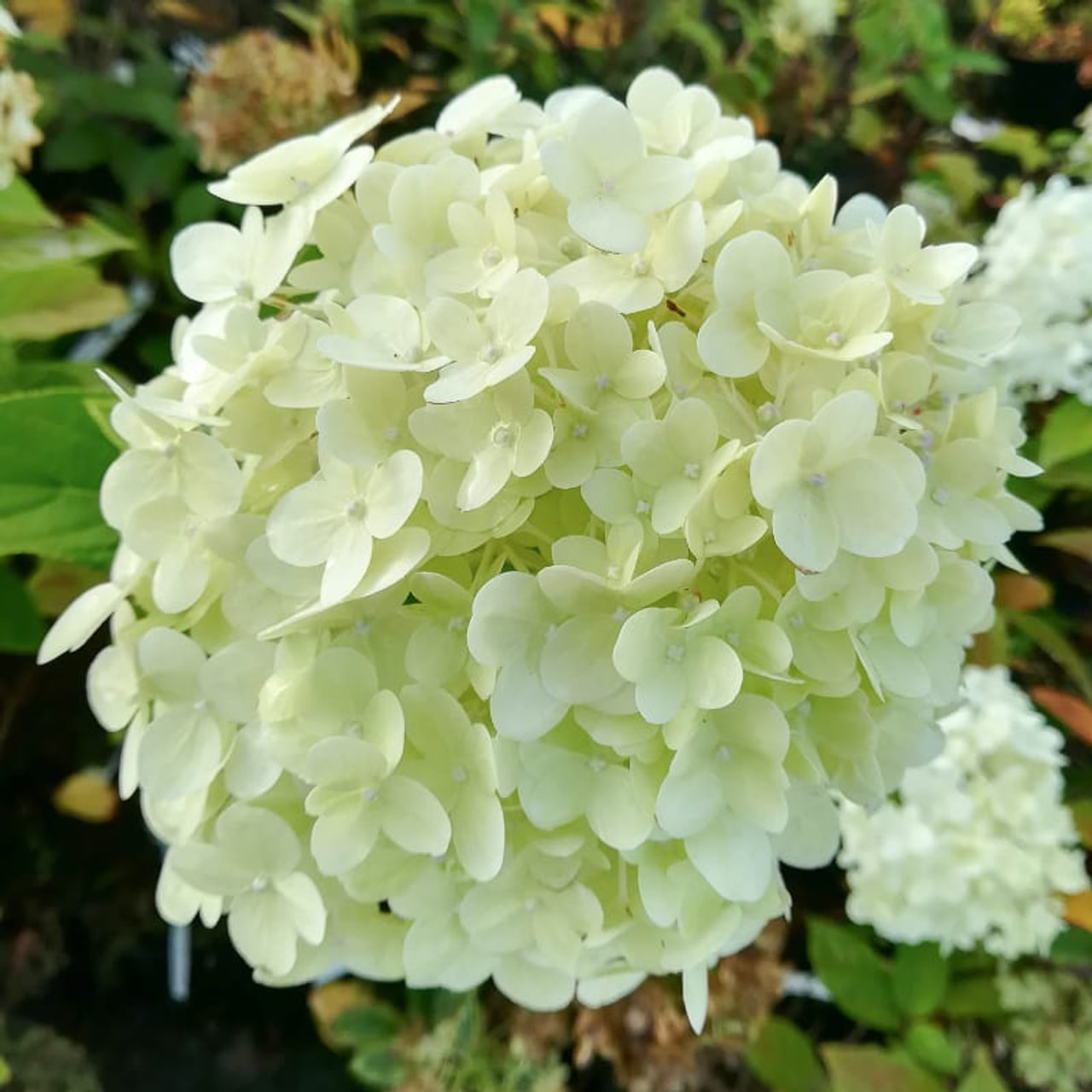 Syyshortensia Limelight, Loukykvět