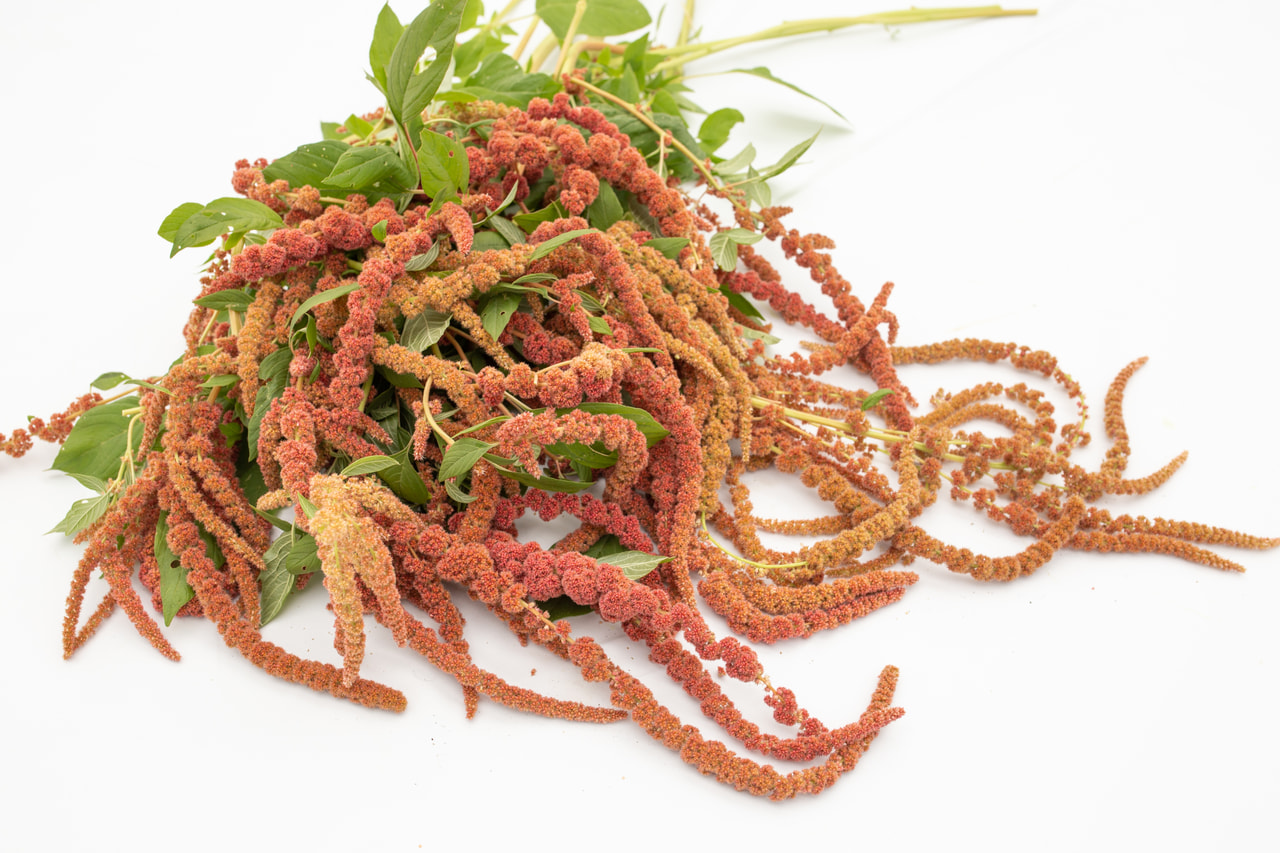 Amaranth Coral Fountain, Loukykvět