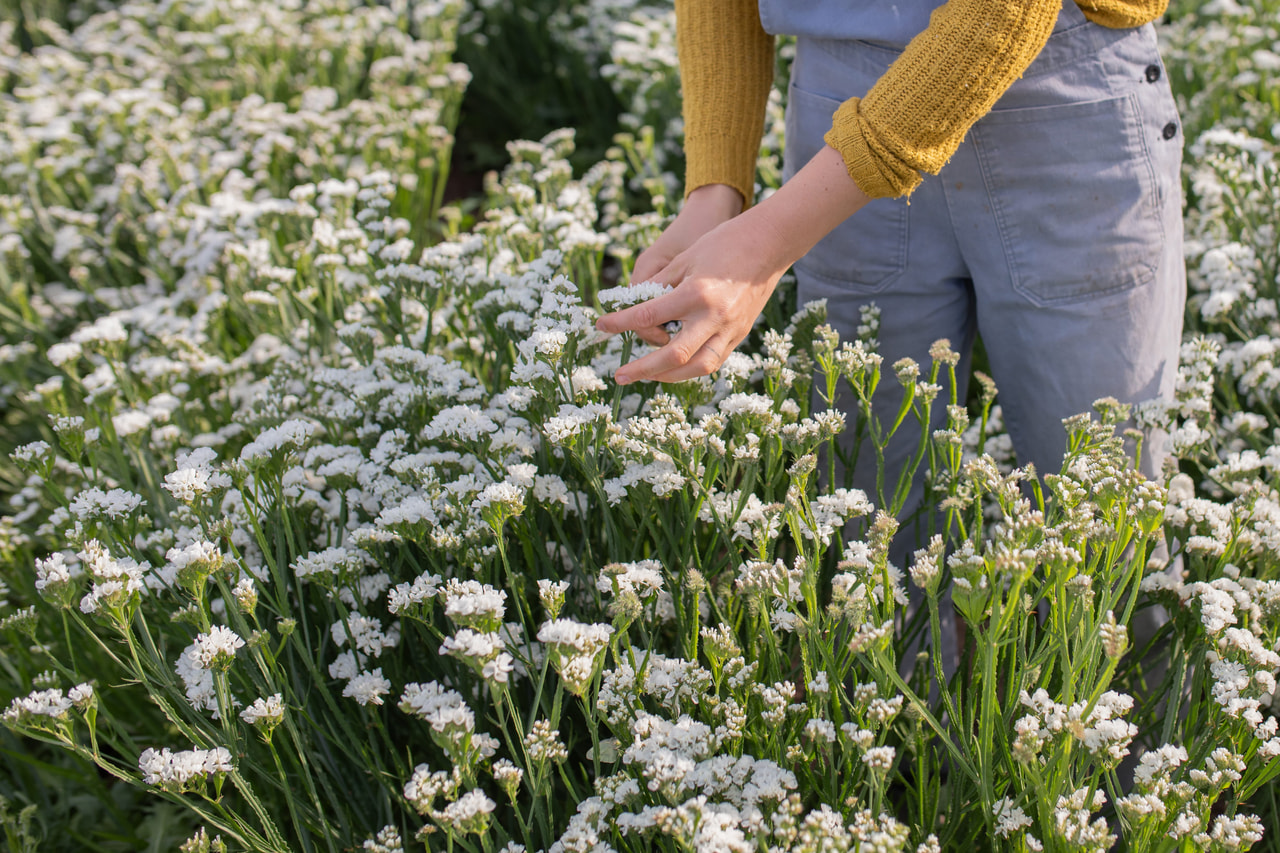 Ikiviuhko QIS White, Loukykvět