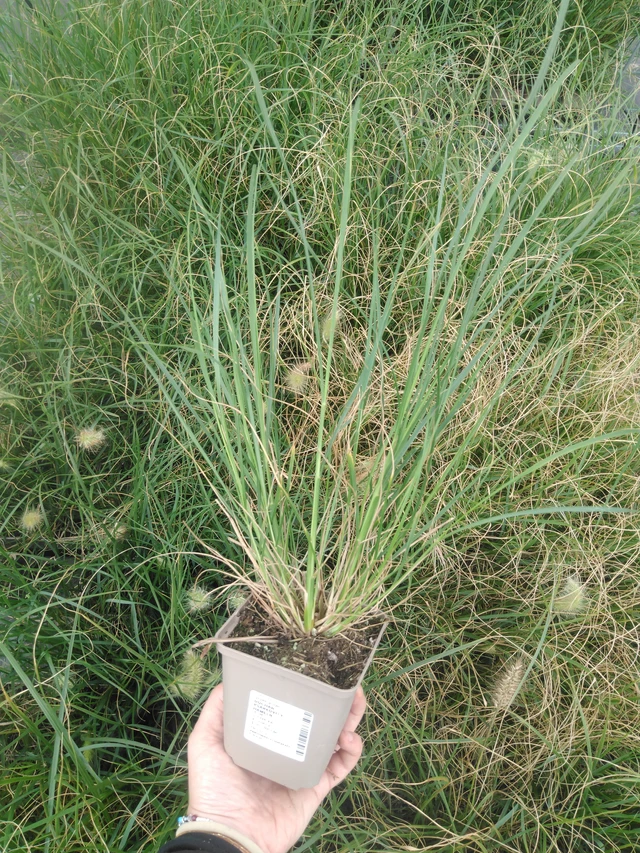 Herbe aux écouvillons Hameln - 2024