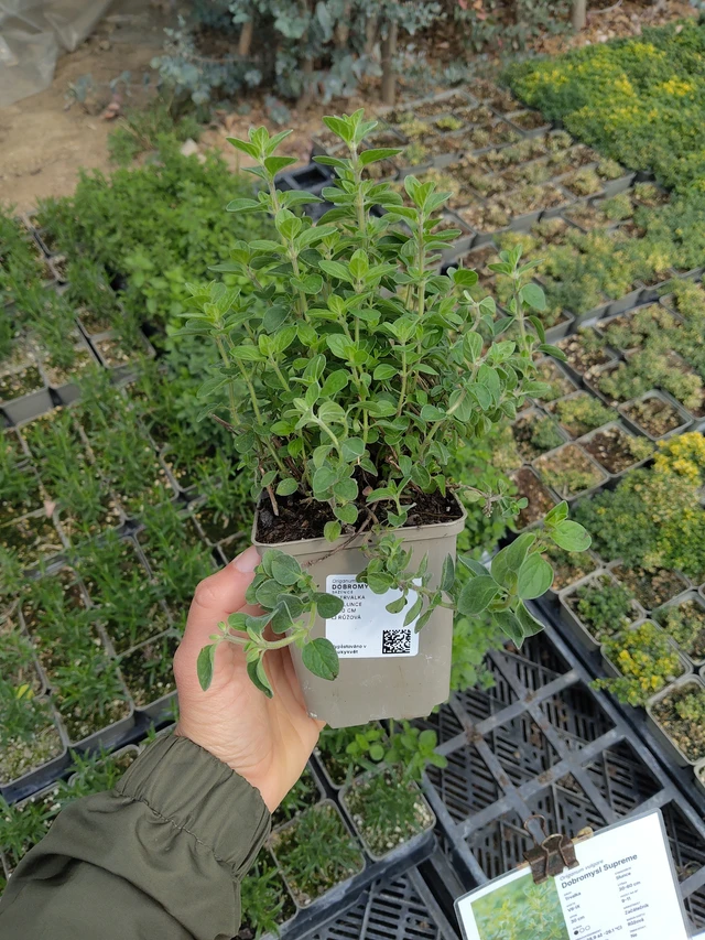 Origan Supreme - 13. 5. 2026