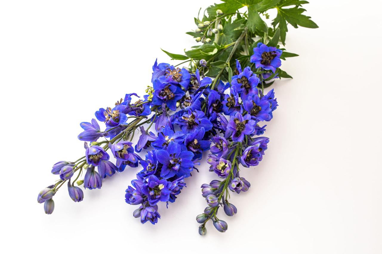 Larkspur Benary’s Pacific Blue Jay, Loukykvět