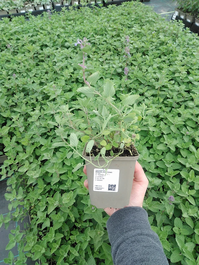 Mirrinminttu - 9. 6. 2025