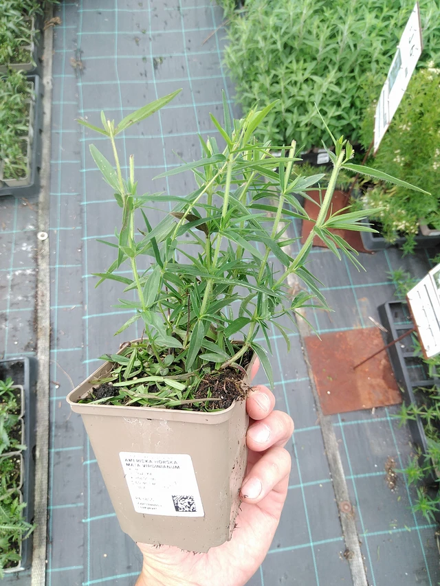 Menta de montaña Virginianum - 21. 7. 2025