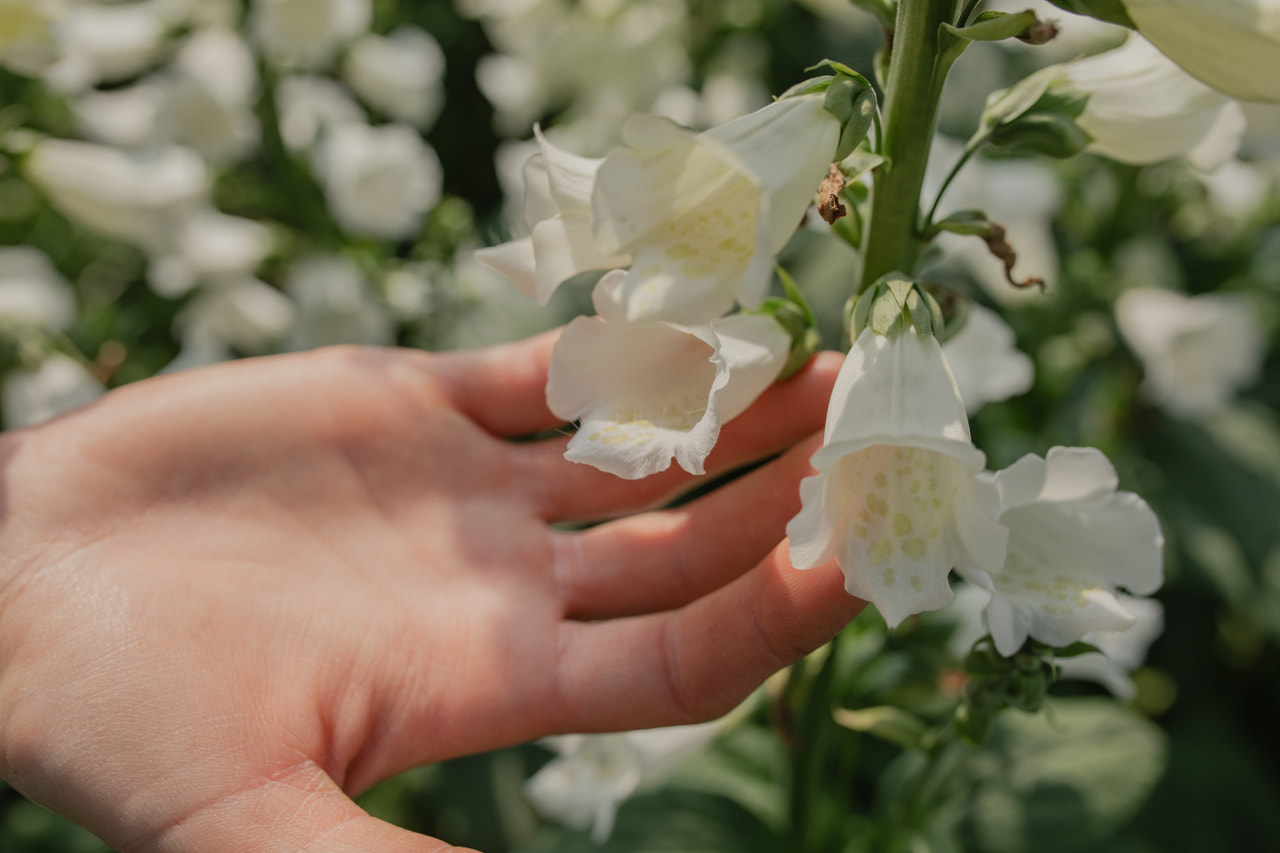 Dedalera Camelot White, Loukykvět