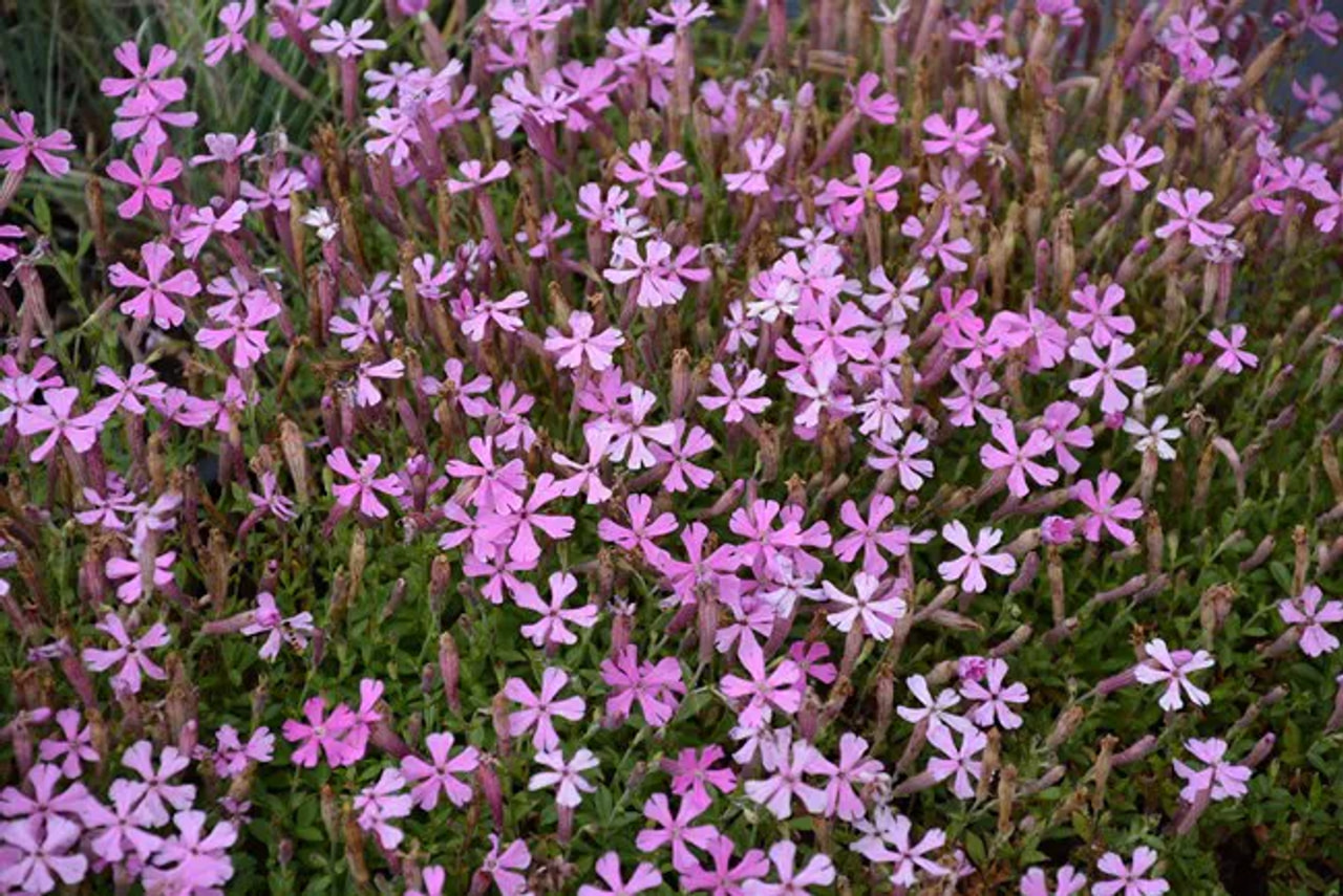 Kohokki Splendens, Loukykvět