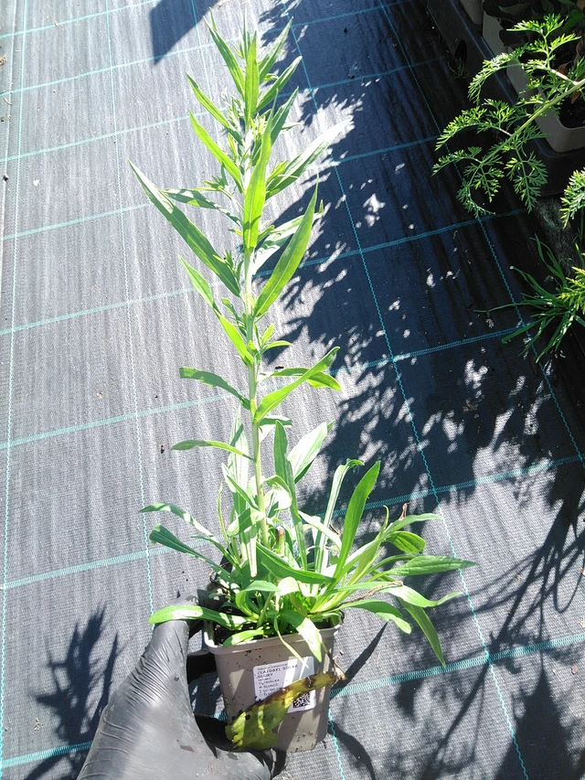 Vara de oro Solar Glory - 19. 8. 2025