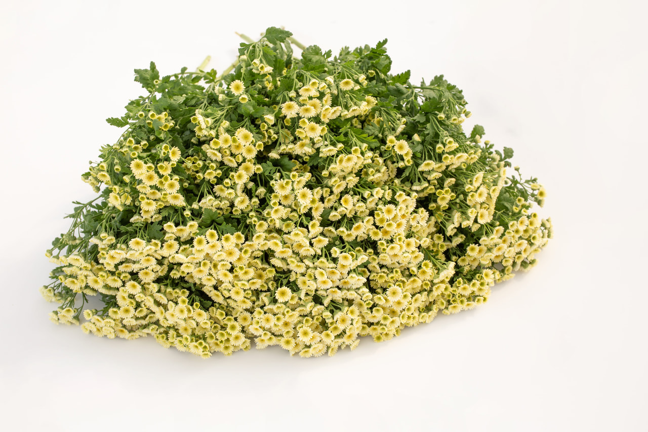 Reunuspietaryrtti Orinoco, Loukykvět