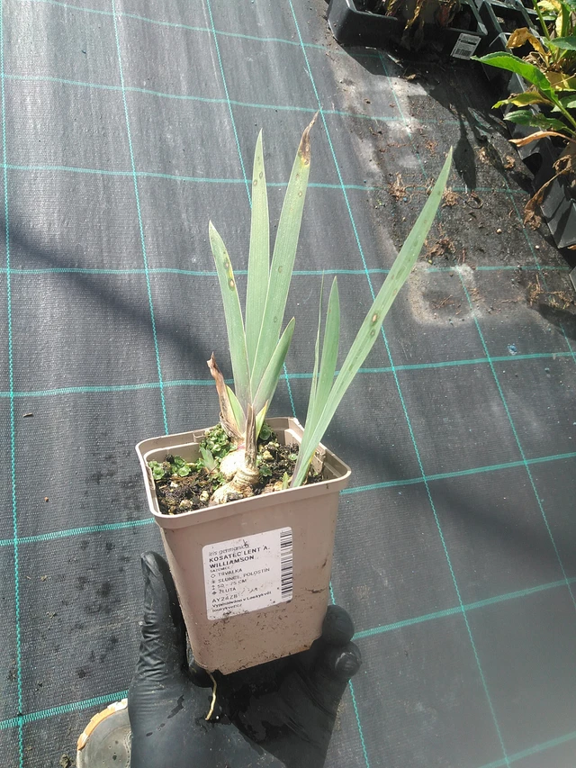 Kurjenmiekka Lent A. Williamson - 13. 10. 2025