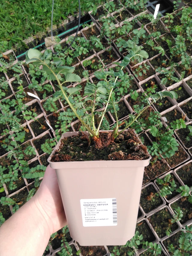 Japaninluppio - 2024