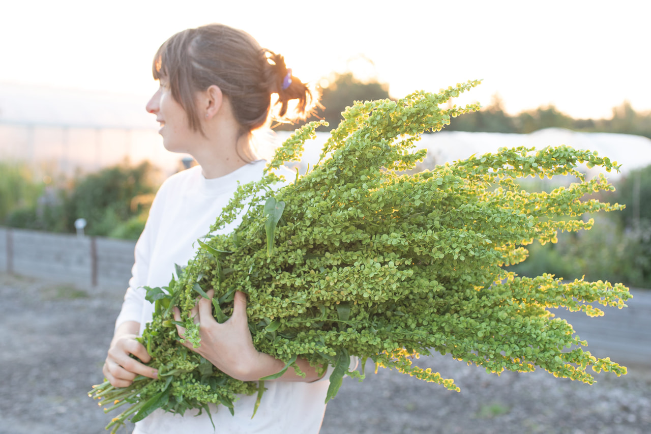 Tuinmelde Plume Green, Loukykvět