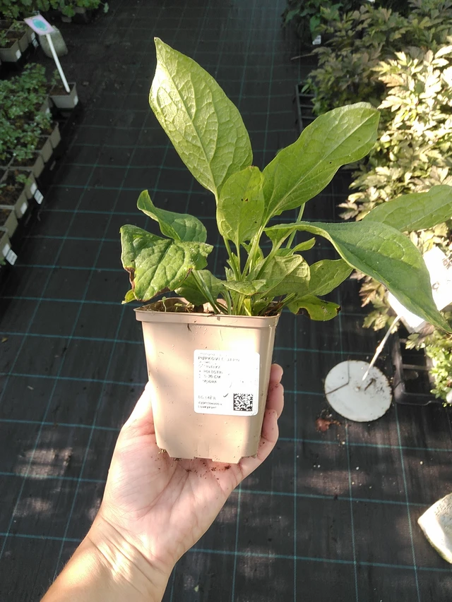 Kevätkaihonkukka - 19. 8. 2025