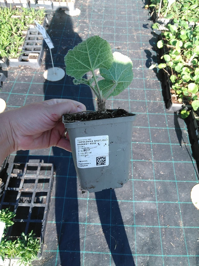 Salkoruusu Spotlight Radiant Rose - 19. 8. 2025