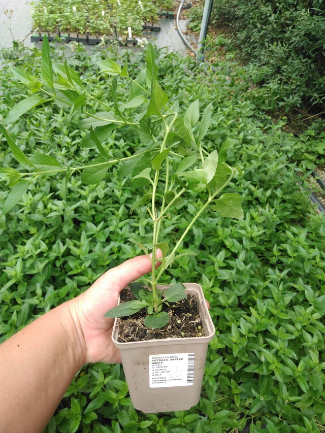 Tädyke Skyler White - 2024