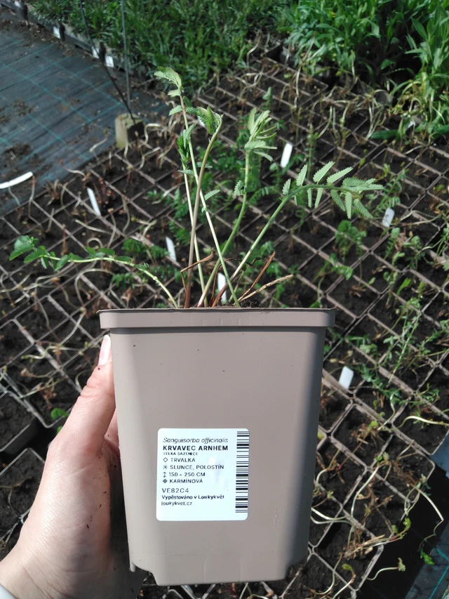 Luppio Arnhem - 2024