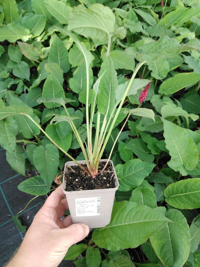 Konnantatar Speciosa - 2024