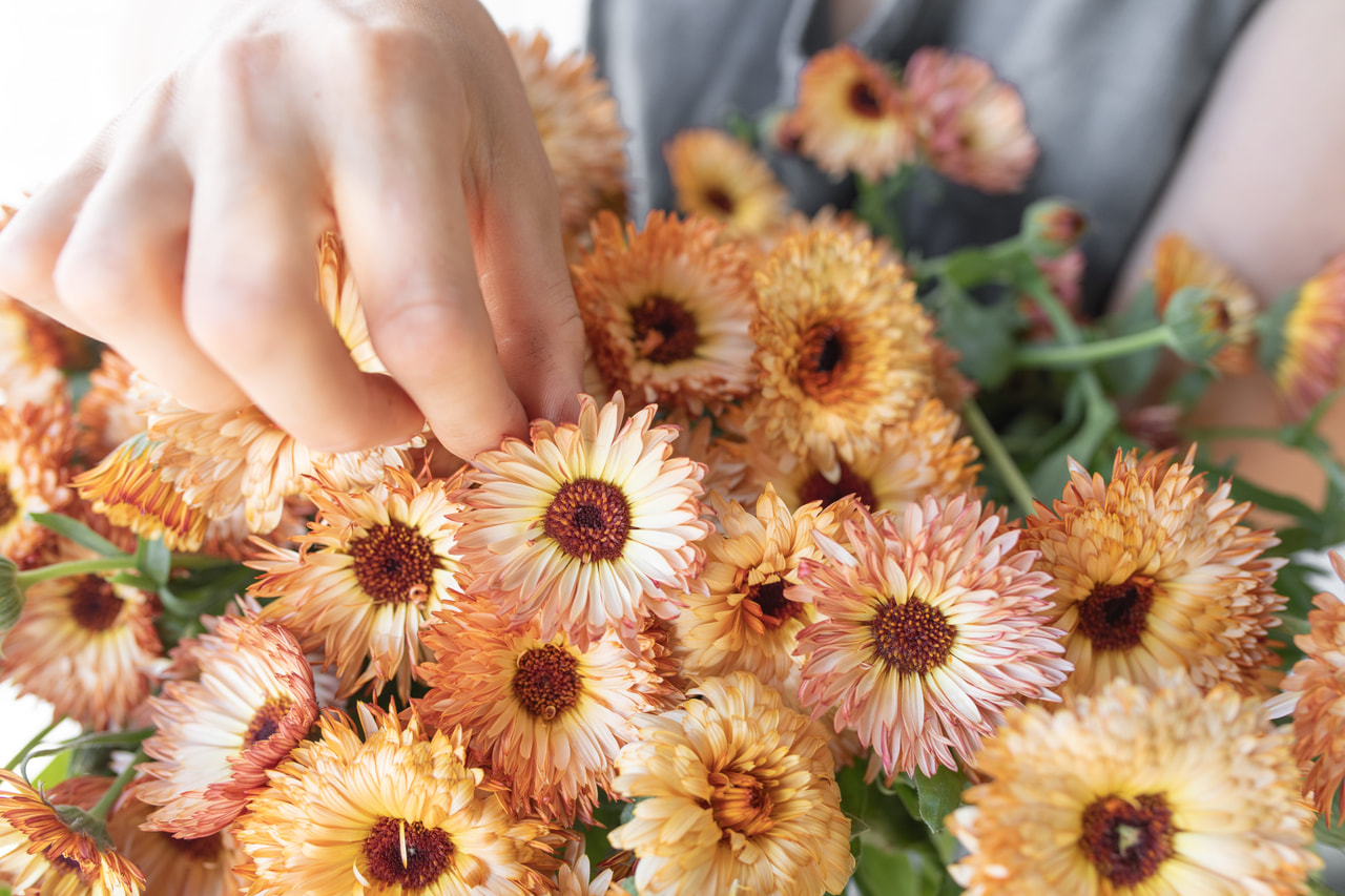 Marigold Orange Flash, Loukykvět