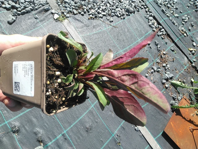 Pipo Husker Red - 30. 6. 2025