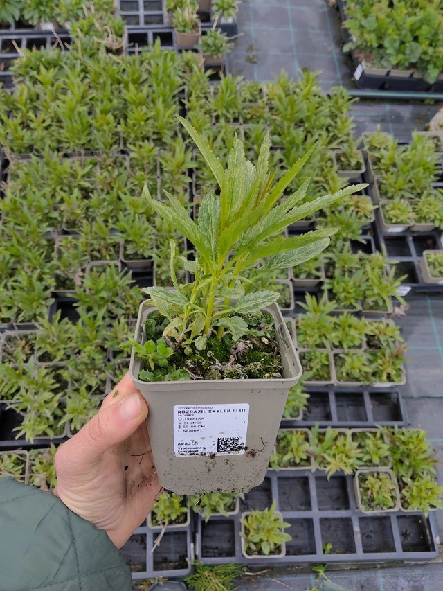 Tädyke Skyler Blue - 21. 4. 2026