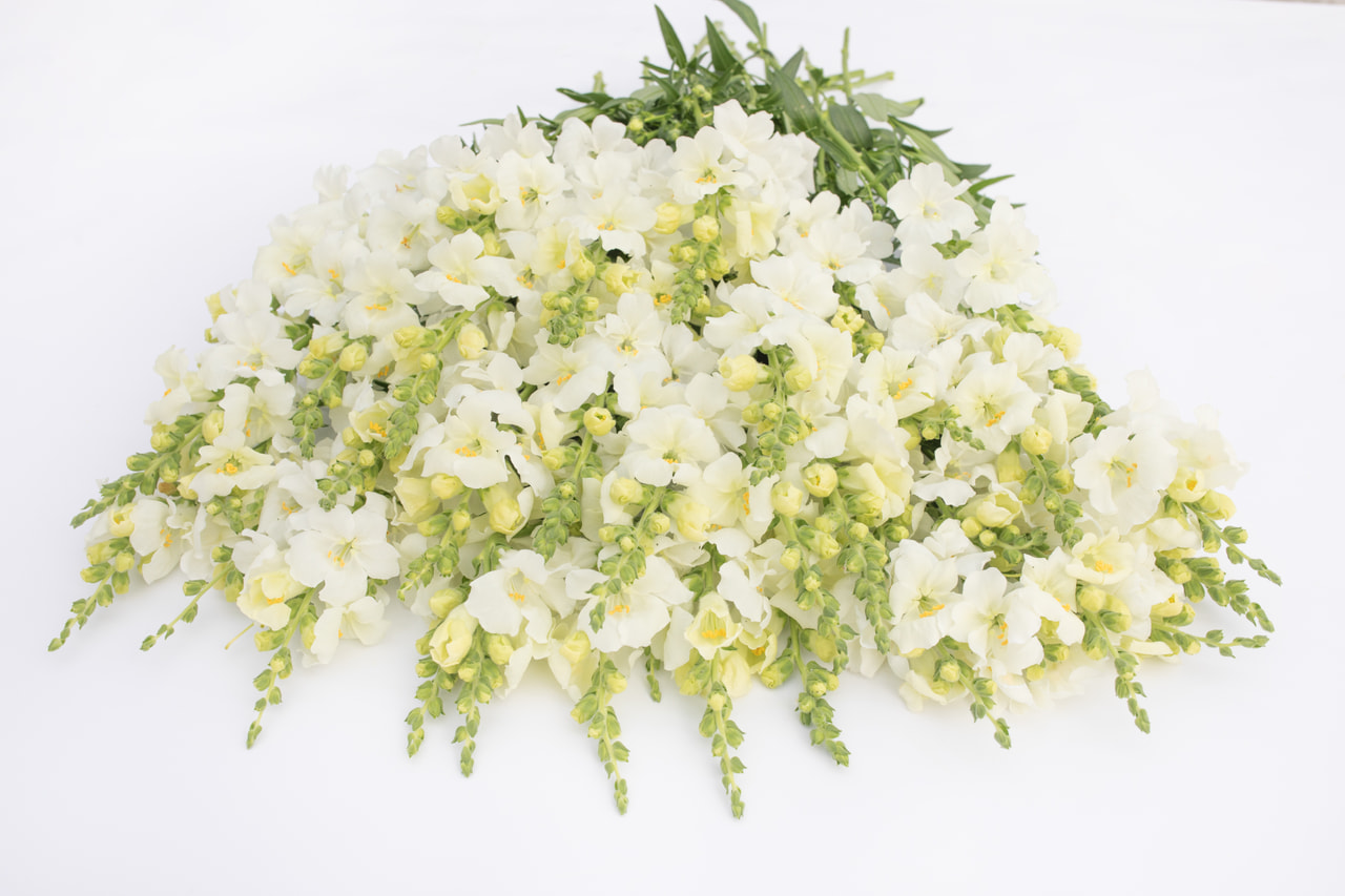 Leijonankita Frappe White, Loukykvět