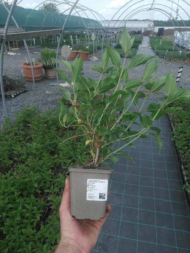 Pluimhortensia Kyushu - 2. 6. 2026