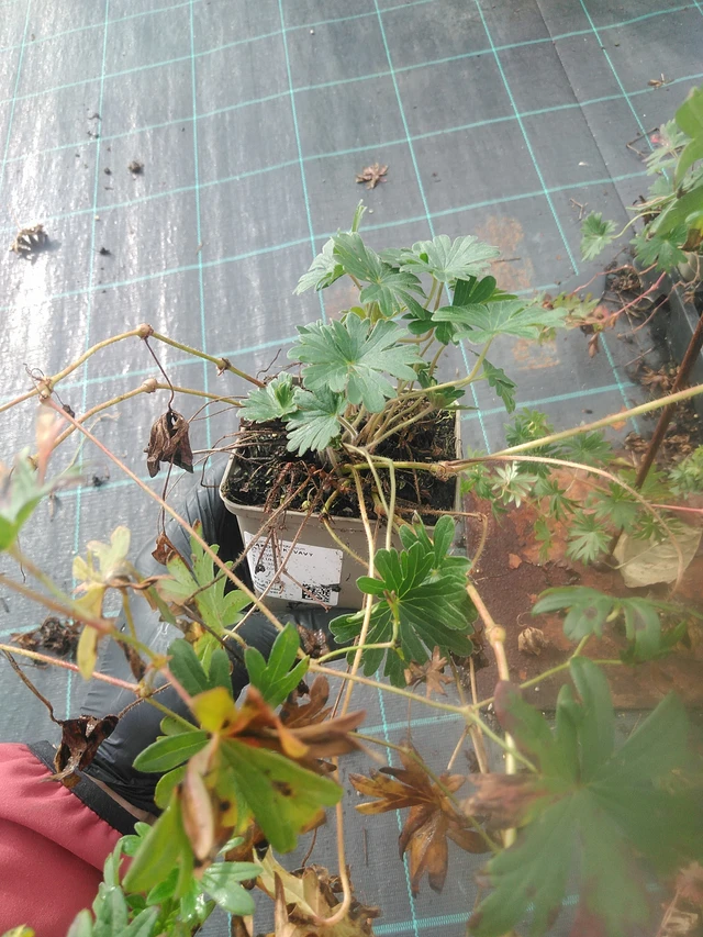 Verikurjenpolvi - 13. 10. 2025