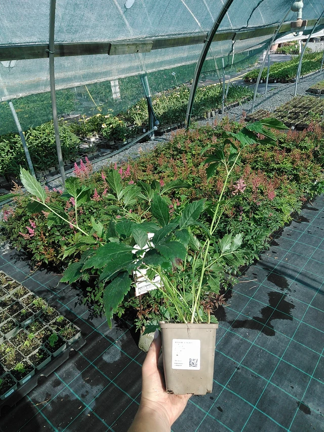 Astilbe Europa - 13. 7. 2026