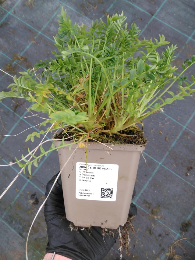 Sinilatva Blue Pearl - 1. 4. 2026