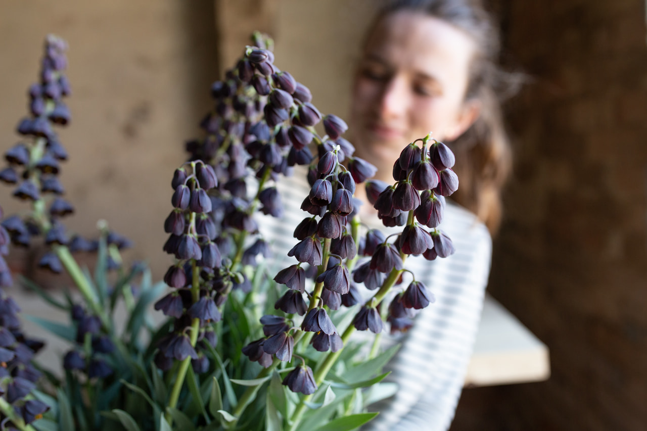 Persianpikarililja, Loukykvět