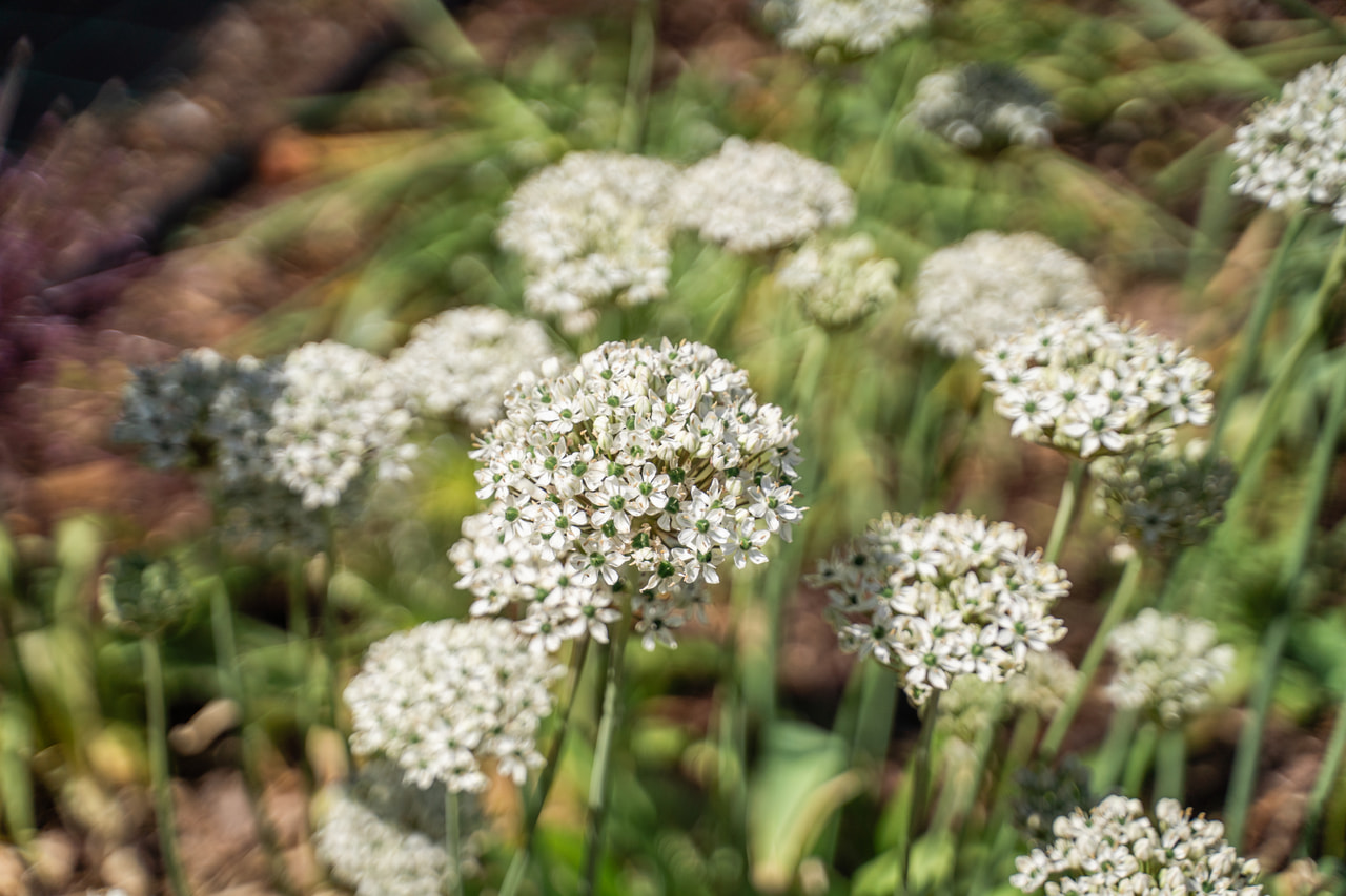 Allium nigrum, Loukykvět