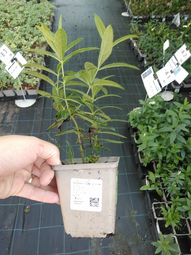 Tädykearvio Album - 19. 8. 2025