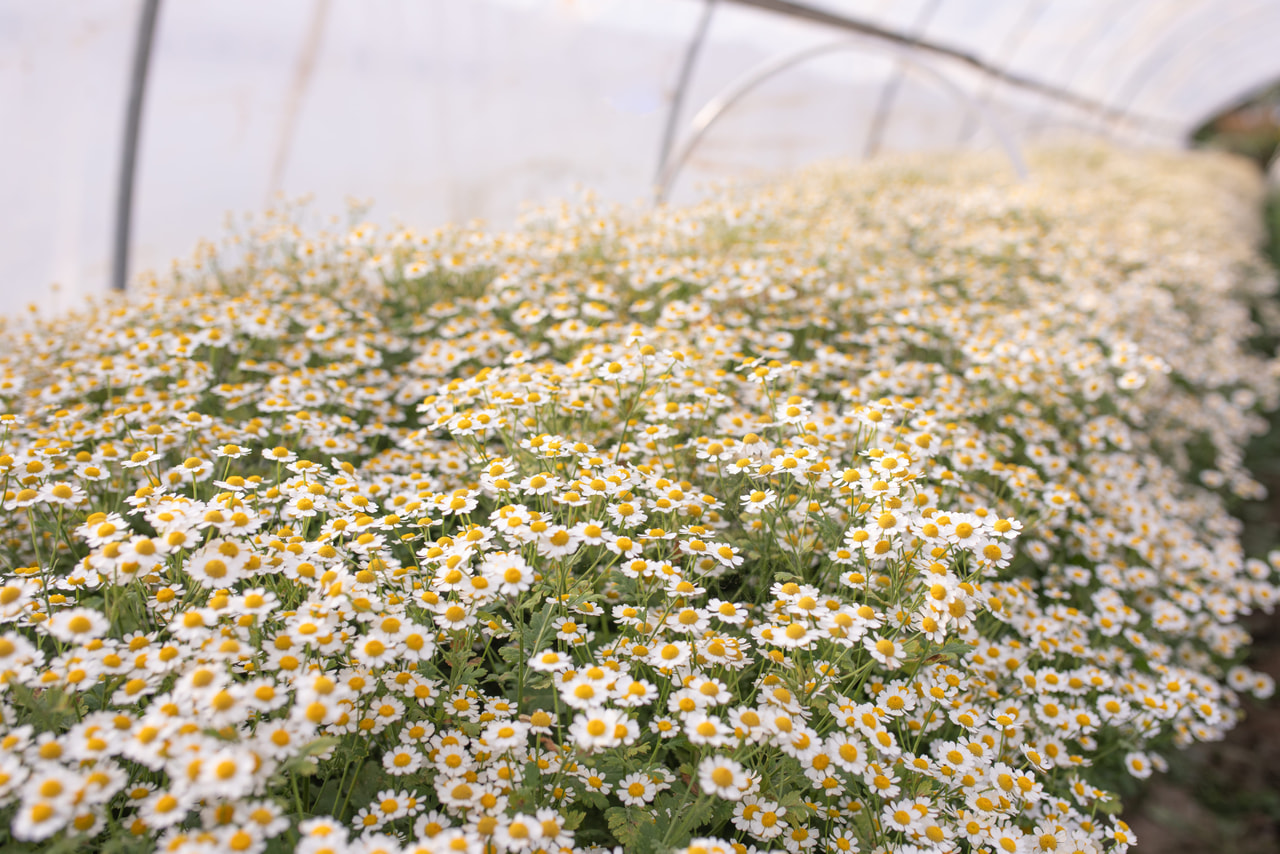 Matricaria Cameron, Loukykvět