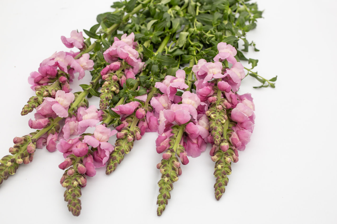 Leijonankita Maryland Lavender, Loukykvět