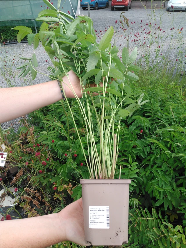 Luppio Arnhem - 2024