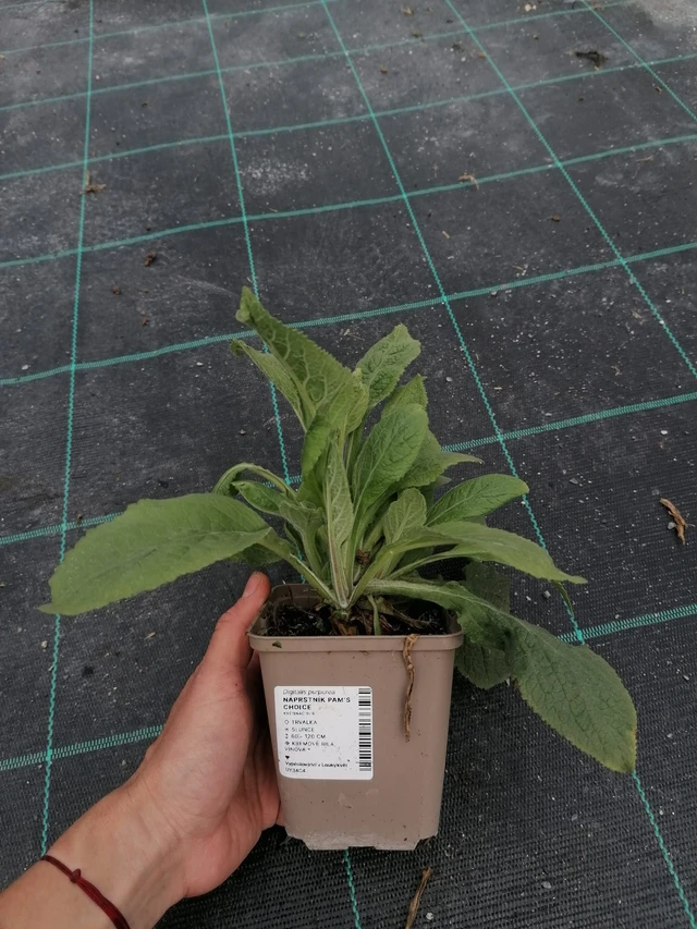 Sormustinkukka Pam’s Choice - 2024