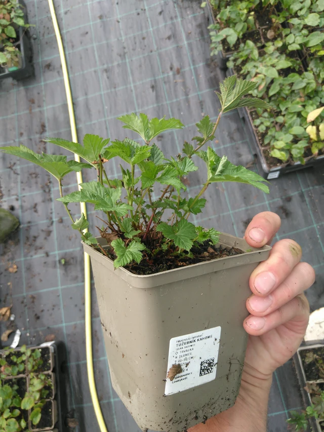 Filipendula Kahome - 25. 7. 2025