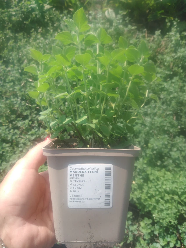 Metsäkalaminttu Menthe - 2024