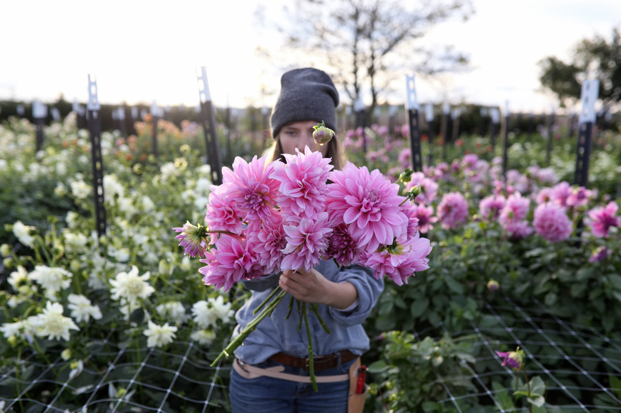 Daalia Lavender Perfection, Loukykvět