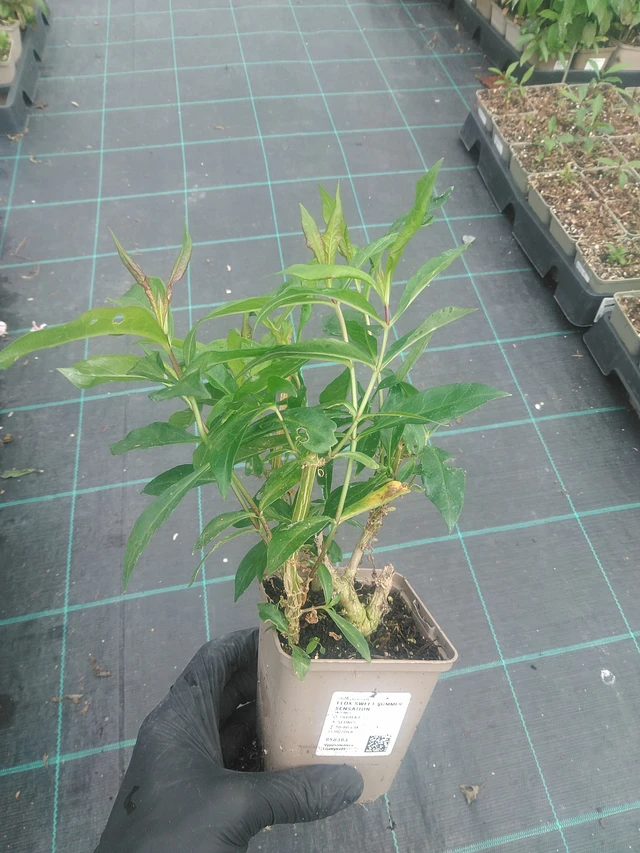 Syysleimu Sweet Summer Sensation - 10. 9. 2025