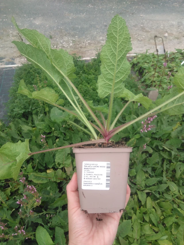 Salvia pratensis Rose Rhapsody - 2024