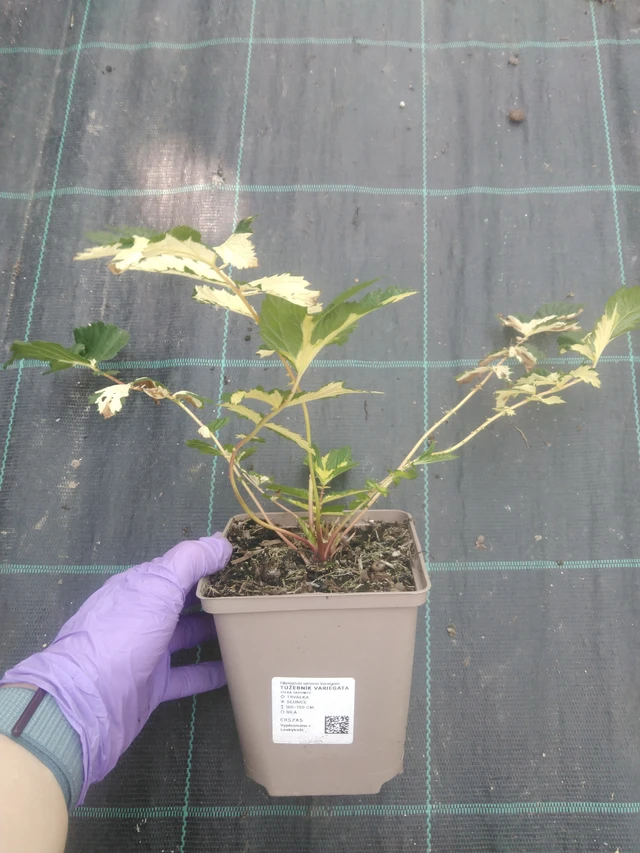 Filipendula Variegata - 10. 7. 2025