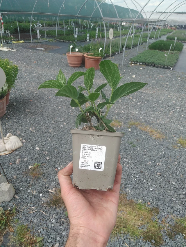Pluimhortensia Silver Dollar - 2. 6. 2026