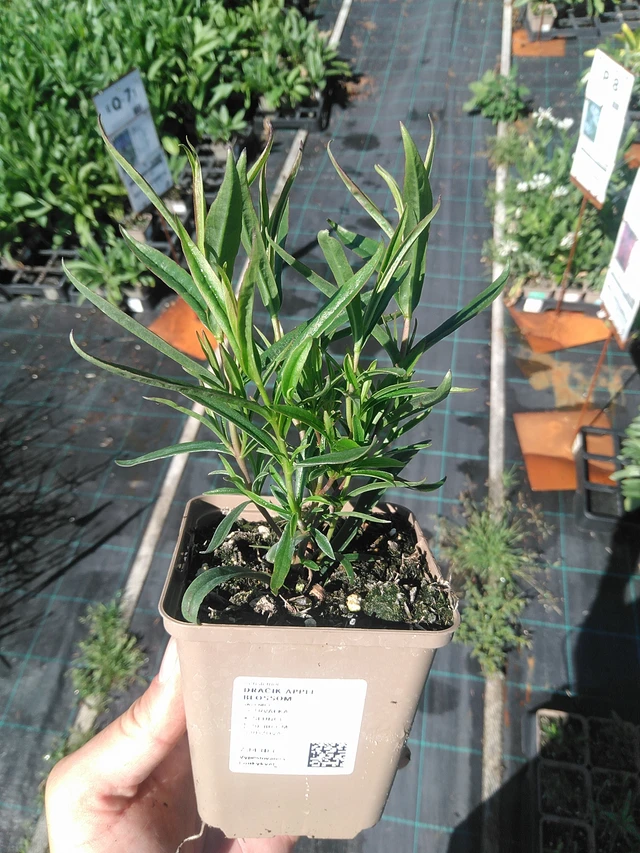 Pipo Apple Blossom - 30. 6. 2025